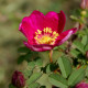 Rosa spinosissima 'Rubra'