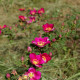 Rosa spinosissima 'Rubra'