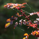 Rosa spinosissima 'Rubra'