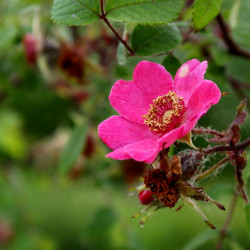 Rosa sweginzowii