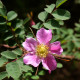 Rosa sertata var. sertata
