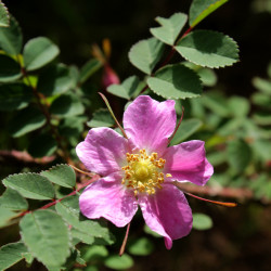 Rosa sp aff. graciliflora