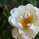 Rosa x alba 'Suaveolens'