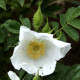 Rosa x micrugosa 'Alba'