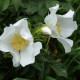 Rosa x micrugosa 'Alba'