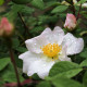 Rosa x polliniana