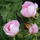 Rosa x terebinthinacea