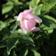 Rosa x terebinthinacea