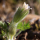 Pulsatilla vulgaris 'Alba'