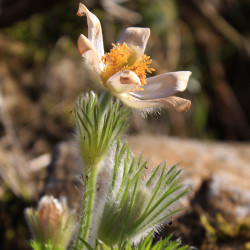 Pulsatilla vulgaris 'Alba'