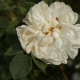 Rosa x alba 'Suaveolens'