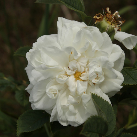 Rosa x alba 'Suaveolens'