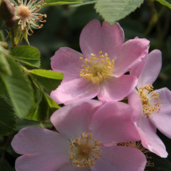 Rosa blanda var. glabra