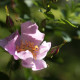 Rosa giraldii