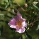 Rosa giraldii