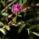 Rosa giraldii