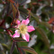 Rosa glauca