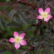 Rosa glauca