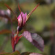 Rosa glauca