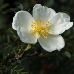 Rosa pimpinellifolia 'Repens'
