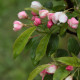 Malus x micromalus