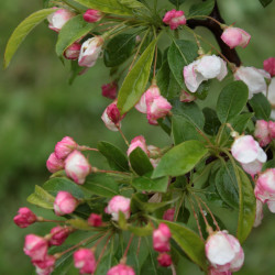 Malus x micromalus