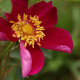 Rosa spinosissima 'Rubra'