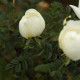 Rosa pimpinellifolia 'Repens'