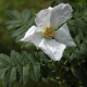 Rosa x micrugosa 'Alba'