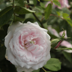 Marie Dermar