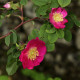 Rosa forrestiana