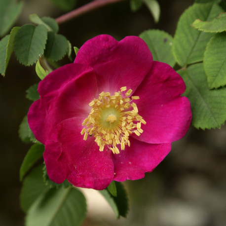 Rosa forrestiana