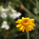 Anthemis tinctoria