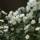 Rambling Rector