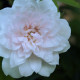 Blush Noisette