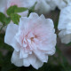 Blush Noisette