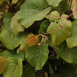 Vitis coignetiae *