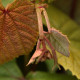 Vitis coignetiae *