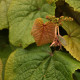 Vitis coignetiae *