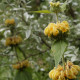 Phlomis russeliana