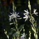 Anthericum liliago