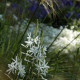 Anthericum liliago