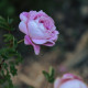 Rosa pimpinellifolia 'Double Pink'