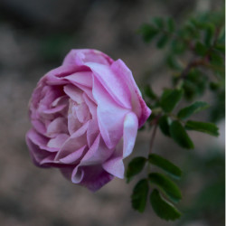 Rosa pimpinellifolia 'Double Pink'