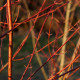 Cornus walteri