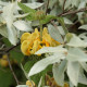 Elaeagnus commutata 'Zempin'