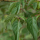 Cornus walteri