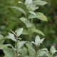 Elaeagnus commutata 'Zempin'