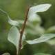 Elaeagnus commutata 'Zempin'