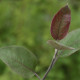 Malus 'Neville Copeman'